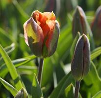 floración zijpe evento, dónde usted lata tomar un caminar mediante el tulipanes y otro flor bulbo campos foto