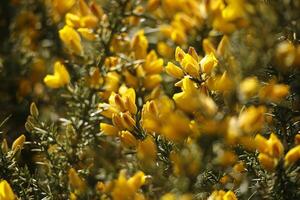 Blooming scotch broom, A round walk in the Zwanenwater nature reserve in , North Holland, the Netherlands photo