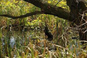 landscape, A round walk in the Zwanenwater nature reserve in , North Holland, the Netherlands photo