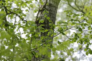 new leafs on the trees, spring is in the air photo