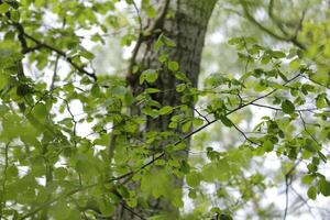 nuevo hojas en el árboles, primavera es en el aire foto