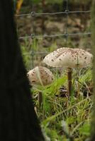 toadstool in the forest, autumn photo