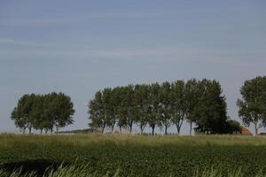 landscape in the netherlands in june photo