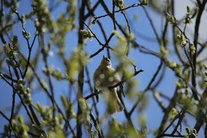 inmigrante aves en un árbol, fauna en el agua de zwanen naturaleza reserva en norte Holanda, el Países Bajos. un montón de diferente aves a ver. foto