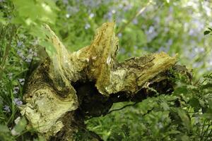 spring in the forest, blue bells, ferns, tree trunks, the netherlands photo