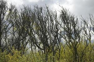 acuático plantas, ribereño plantas en el cisne agua naturaleza parque, norte Holanda, el Países Bajos foto