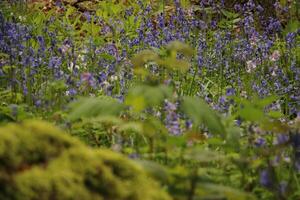 blue bells in the forest, spring, the netherlands photo