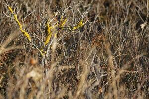 winter in the netherlands, frost in the dunes, camperduin photo