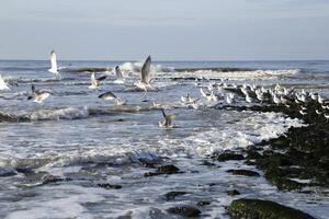 breakwaters with seagulls photo