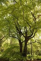 fresh green leaves on the trees, spring, the netherlands photo