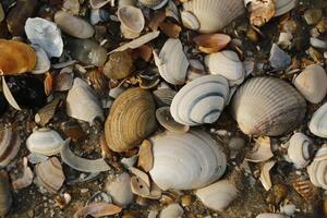 shells, beach in the winter, netherlands photo