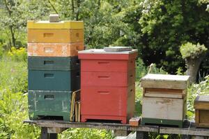 beehives in a garden, honey photo