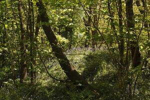 ligero brilla mediante el hojas de el arboles en el azul campanas y helecho foto