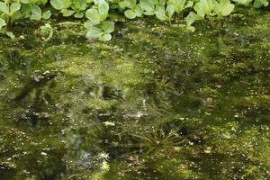 natural pond with lots of frogs, spring photo