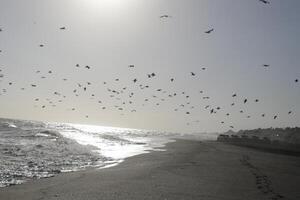 seagulls at the beach and in the sky photo