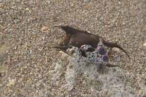 rye egg on the beach, netherlands photo