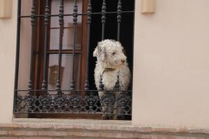 cute dog looks out of the window photo