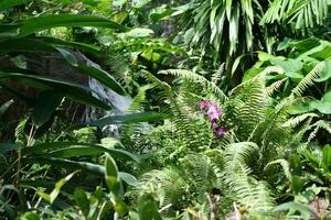 tropical butterflies, Koh Samui island, Thailand photo