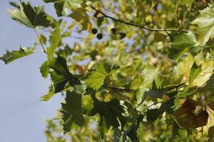 otoño colores en el parque, Países Bajos foto