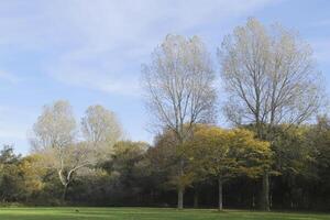 autumn colors in the park, netherlands photo