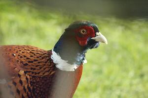 pheasant looks for food in the garden photo