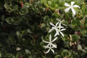 blooming white flowers photo