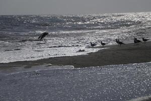 seagulls at the beach and in the sky photo