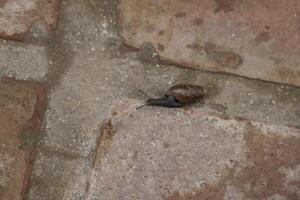 snail after the rain photo
