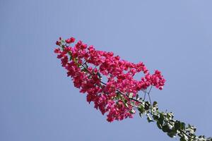 bougainvillea with pink flowers photo