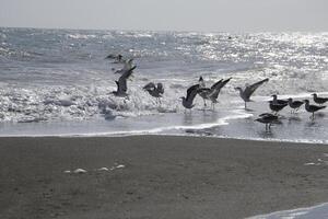 seagulls at the beach and in the sky photo