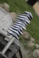 sardines on a spit, spanish food photo