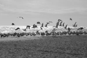 gaviotas a el playa y en el cielo foto