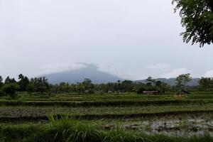 rice fields at seraya, vulcano at the background photo