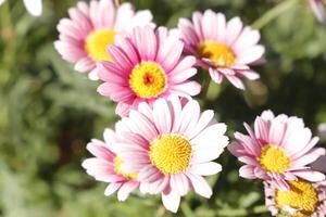 pink flowers in the spring photo