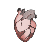 umano cuore trasparente sfondo illustrazione png