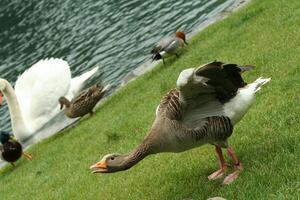 agressive goose towards other birds photo