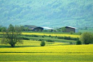 yellow rapeseed fields photo