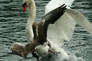 mute swan in a lake photo