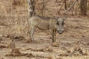 warthog in the wilderness of benin photo