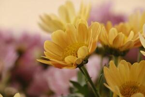chrysanthemum in triple colors photo