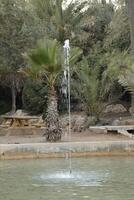 fountain in the park, el palmeral, alicante photo