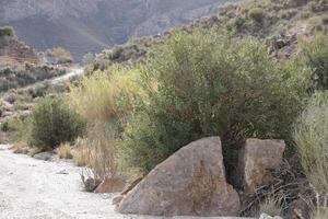 split rock from which an oleander grows photo