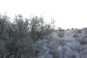 mountain views in the almanzora valley photo