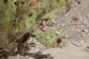 cacti with fruits photo