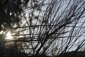 sun light shines through the leaves and branches of a tree photo