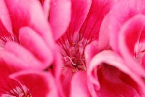 cerca arriba de un rosado geranio o pelargonio foto