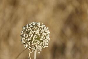 salvaje ajo flor creciente en el naturaleza foto