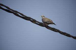 huge pigeon sits on electricty wires photo