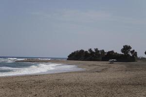 beach and trees at the shore photo