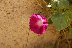 rosado solanales flor foto